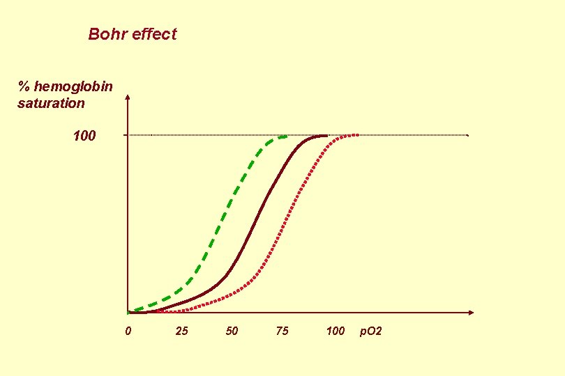 Bohr effect % hemoglobin saturation 100 0 25 50 75 100 p. O 2