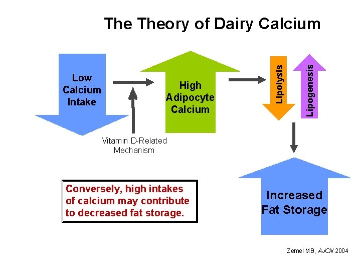High Adipocyte Calcium Lipogenesis Low Calcium Intake Lipolysis Theory of Dairy Calcium Vitamin D-Related