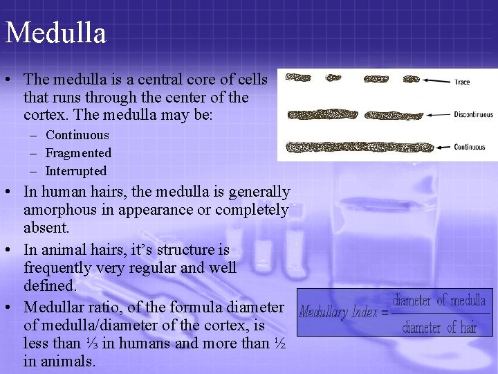 Medulla • The medulla is a central core of cells that runs through the