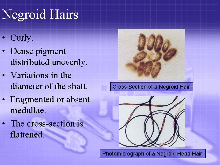 Negroid Hairs • Curly. • Dense pigment distributed unevenly. • Variations in the diameter