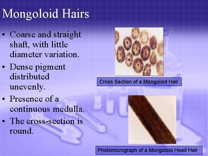 Mongoloid Hairs • Coarse and straight shaft, with little diameter variation. • Dense pigment