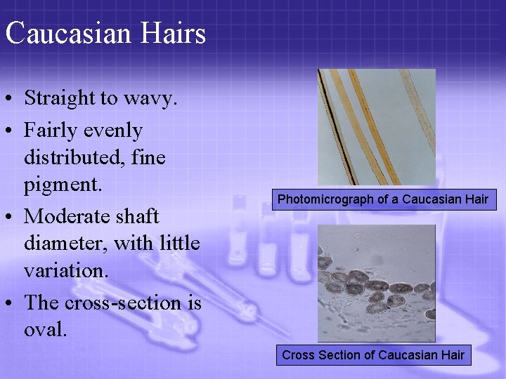 Caucasian Hairs • Straight to wavy. • Fairly evenly distributed, fine pigment. • Moderate