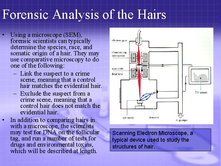 Forensic Analysis of the Hairs • Using a microscope (SEM), forensic scientists can typically