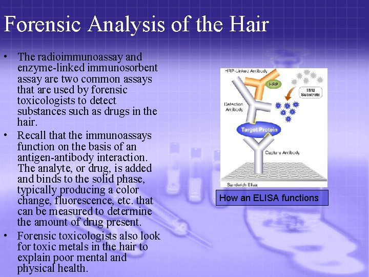 Forensic Analysis of the Hair • The radioimmunoassay and enzyme-linked immunosorbent assay are two