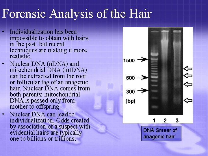 Forensic Analysis of the Hair • Individualization has been impossible to obtain with hairs