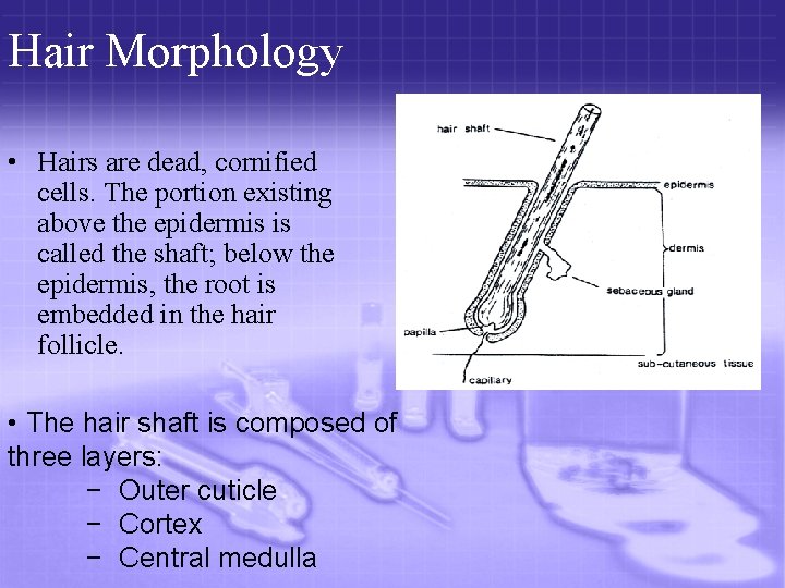 Hair Morphology • Hairs are dead, cornified cells. The portion existing above the epidermis