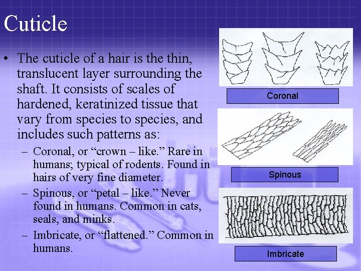Cuticle • The cuticle of a hair is the thin, translucent layer surrounding the