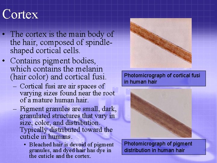 Cortex • The cortex is the main body of the hair, composed of spindleshaped