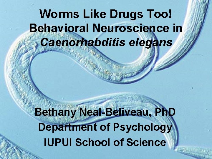 Worms Like Drugs Too! Behavioral Neuroscience in Caenorhabditis elegans Bethany Neal-Beliveau, Ph. D Department