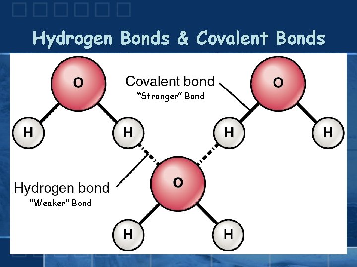 Hydrogen Bonds & Covalent Bonds “Stronger” Bond “Weaker” Bond copyright cmassengale 