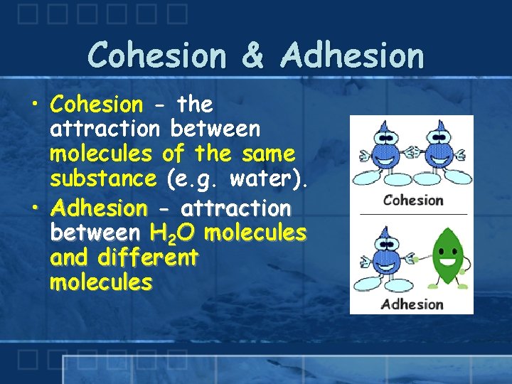 Cohesion & Adhesion • Cohesion - the attraction between molecules of the same substance