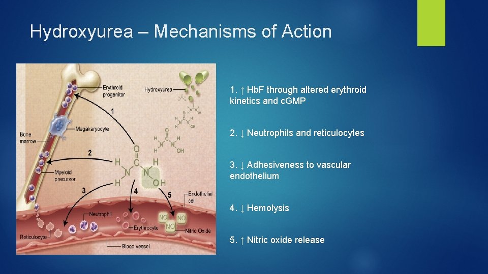 Hydroxyurea – Mechanisms of Action 1. ↑ Hb. F through altered erythroid kinetics and