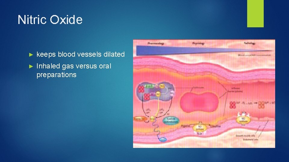 Nitric Oxide ► keeps blood vessels dilated ► Inhaled gas versus oral preparations 