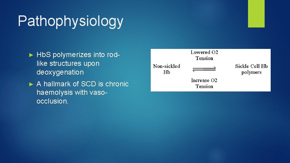 Pathophysiology ► Hb. S polymerizes into rodlike structures upon deoxygenation ► A hallmark of