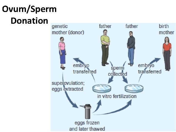 Ovum/Sperm Donation Ovum/Sperm Donation