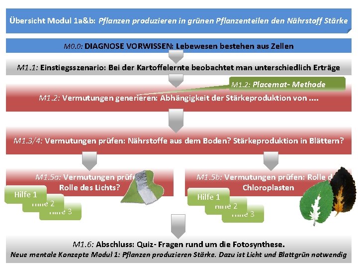 Übersicht Modul 1 a&b: Pflanzen produzieren in grünen Pflanzenteilen den Nährstoff Stärke M 0.