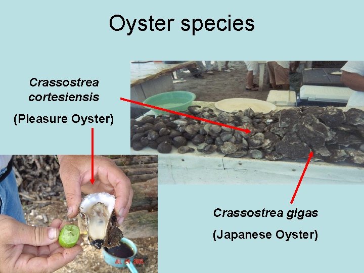 Oyster species Crassostrea cortesiensis (Pleasure Oyster) Crassostrea gigas (Japanese Oyster) 