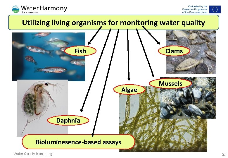 Utilizing living organisms for monitoring water quality Fish Clams Algae Mussels Daphnia Bioluminesence based