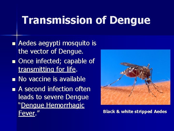 Transmission of Dengue n n Aedes aegypti mosquito is the vector of Dengue. Once