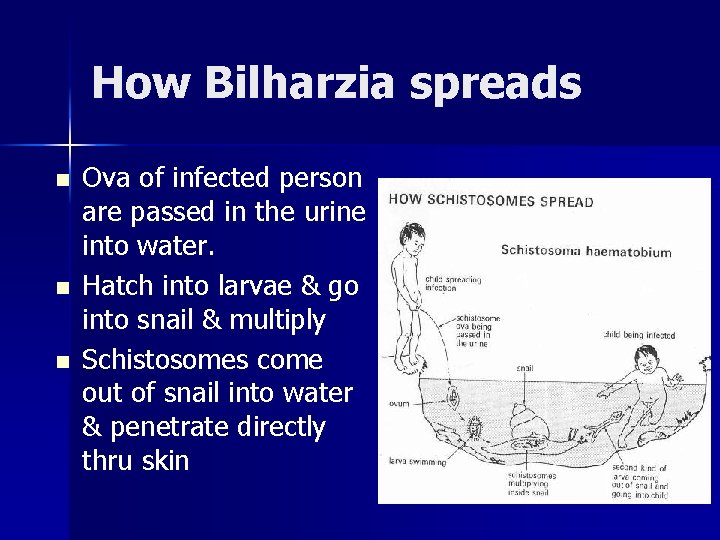How Bilharzia spreads n n n Ova of infected person are passed in the