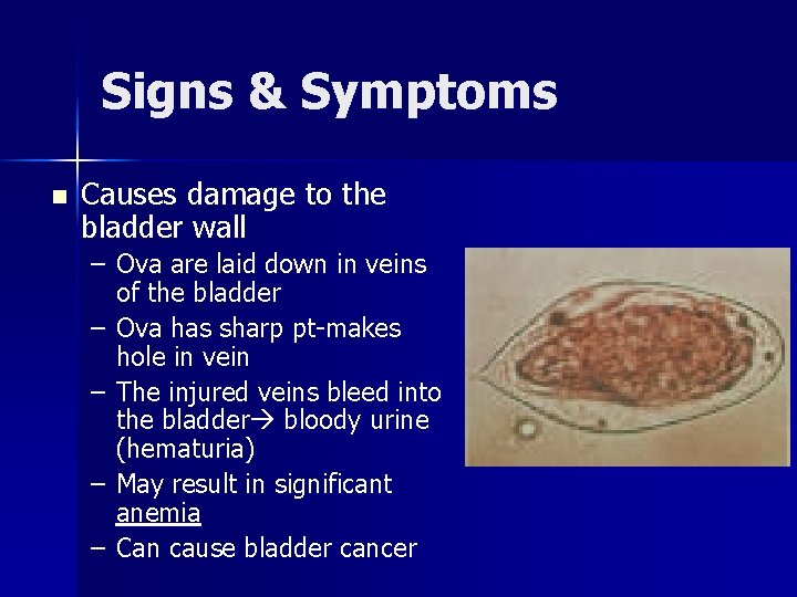 Signs & Symptoms n Causes damage to the bladder wall – Ova are laid