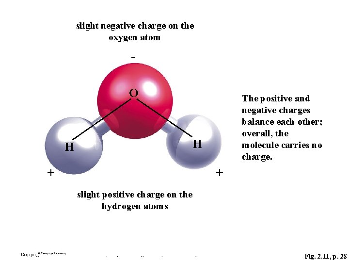 slight negative charge on the oxygen atom - O The positive and negative charges
