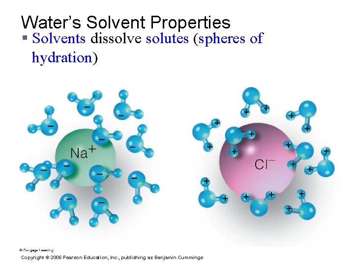 Water’s Solvent Properties § Solvents dissolve solutes (spheres of hydration) Copyright © 2006 Pearson