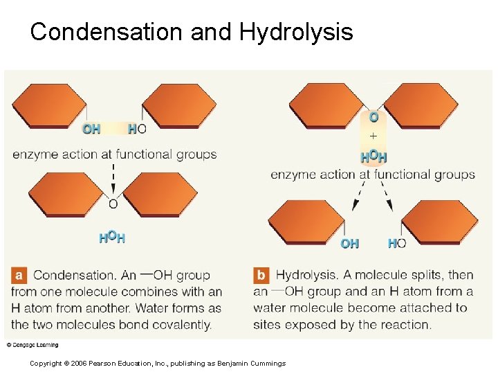 Condensation and Hydrolysis Copyright © 2006 Pearson Education, Inc. , publishing as Benjamin Cummings