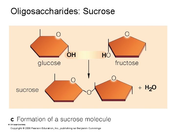 Oligosaccharides: Sucrose Copyright © 2006 Pearson Education, Inc. , publishing as Benjamin Cummings 