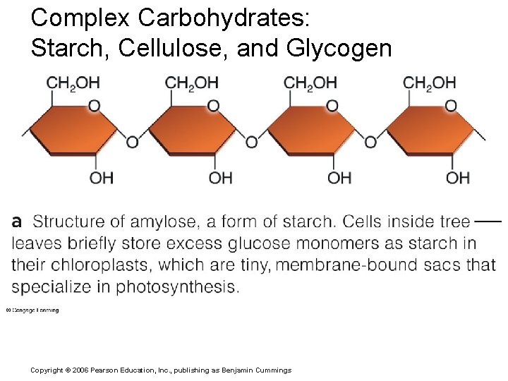 Complex Carbohydrates: Starch, Cellulose, and Glycogen Copyright © 2006 Pearson Education, Inc. , publishing