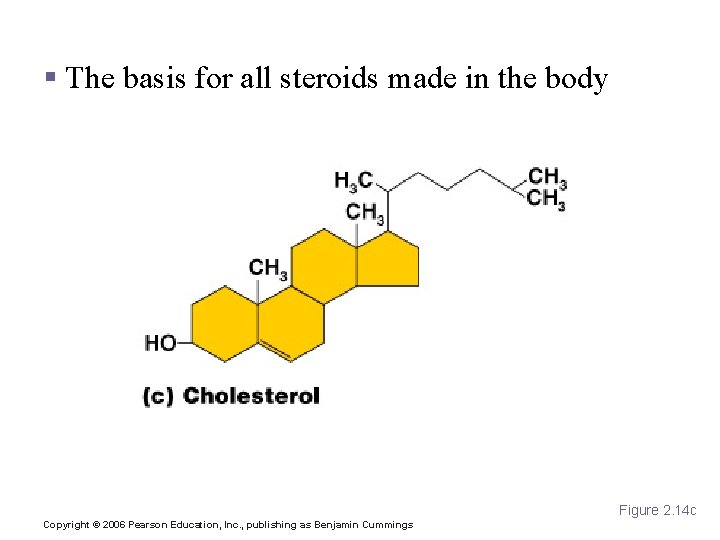 Cholesterol § The basis for all steroids made in the body Figure 2. 14
