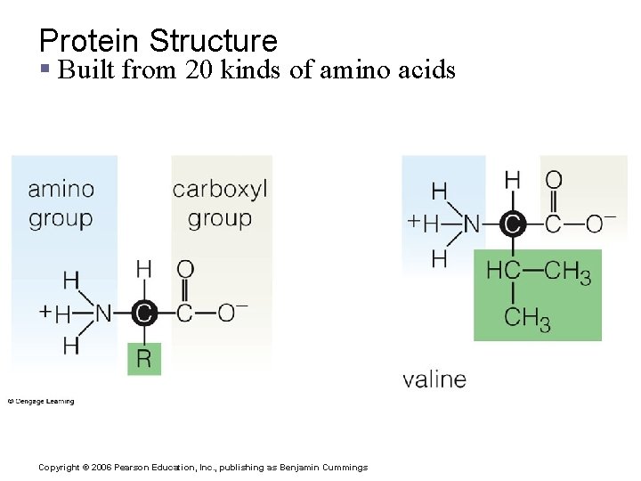 Protein Structure § Built from 20 kinds of amino acids Copyright © 2006 Pearson