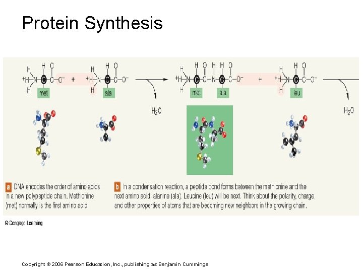 Protein Synthesis Copyright © 2006 Pearson Education, Inc. , publishing as Benjamin Cummings 