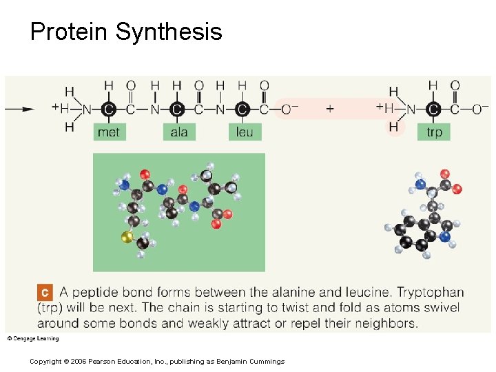 Protein Synthesis Copyright © 2006 Pearson Education, Inc. , publishing as Benjamin Cummings 