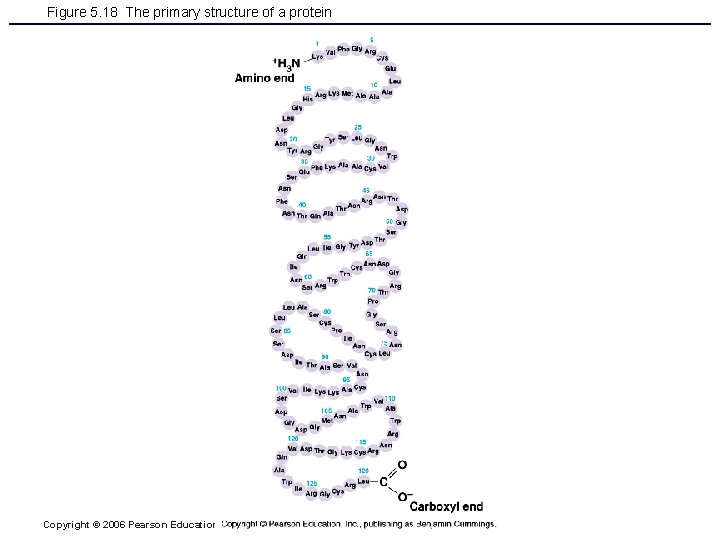 Figure 5. 18 The primary structure of a protein Copyright © 2006 Pearson Education,