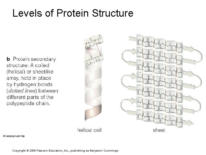 Levels of Protein Structure Copyright © 2006 Pearson Education, Inc. , publishing as Benjamin