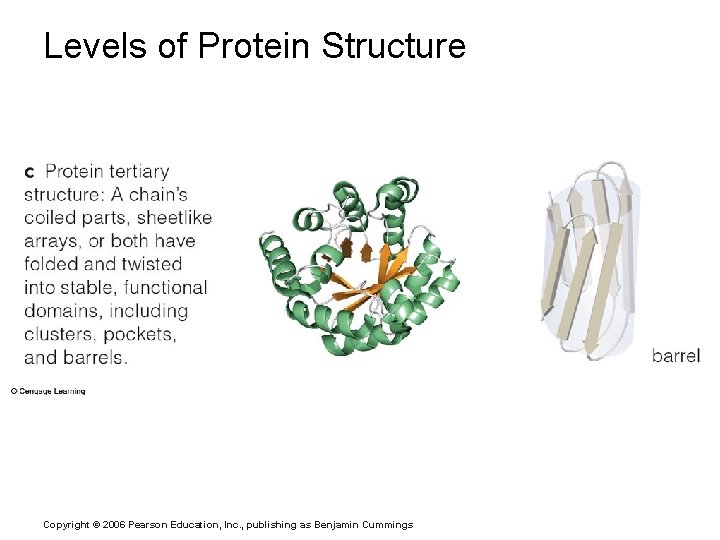 Levels of Protein Structure Copyright © 2006 Pearson Education, Inc. , publishing as Benjamin