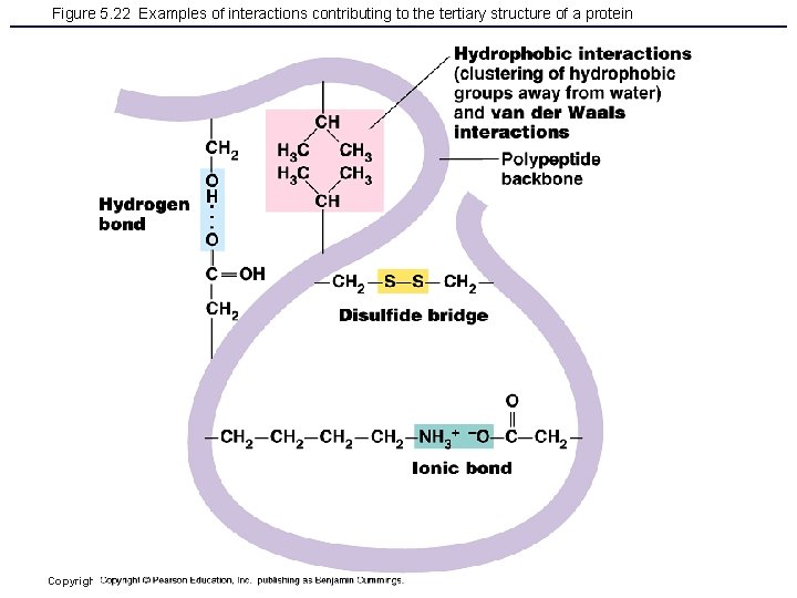 Figure 5. 22 Examples of interactions contributing to the tertiary structure of a protein