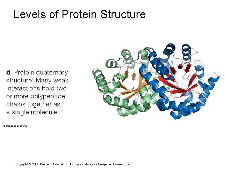 Levels of Protein Structure Copyright © 2006 Pearson Education, Inc. , publishing as Benjamin