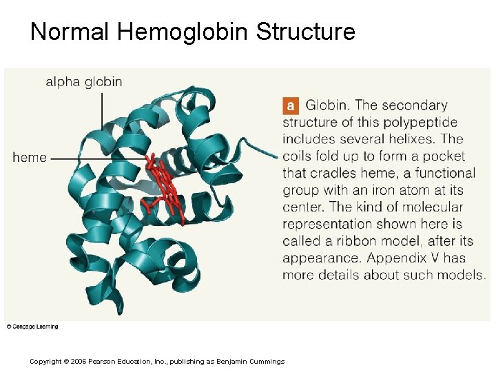 Normal Hemoglobin Structure Copyright © 2006 Pearson Education, Inc. , publishing as Benjamin Cummings