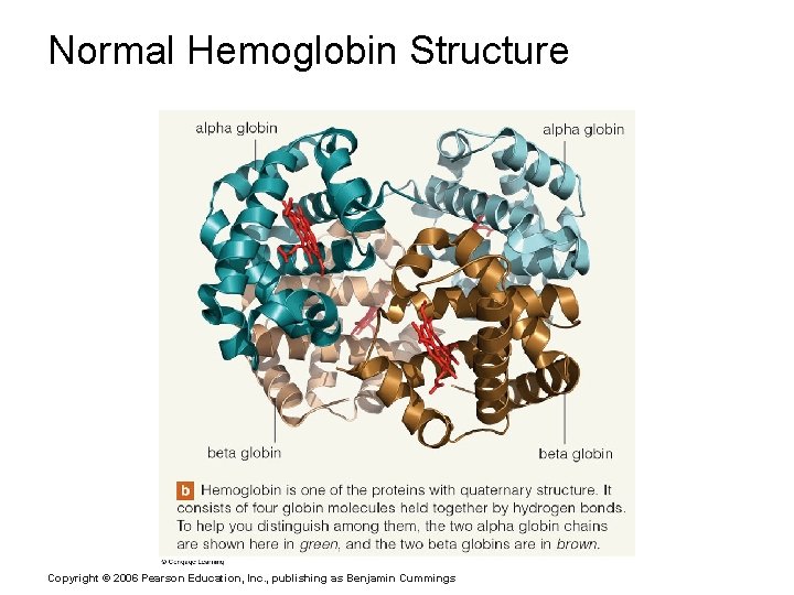 Normal Hemoglobin Structure Copyright © 2006 Pearson Education, Inc. , publishing as Benjamin Cummings