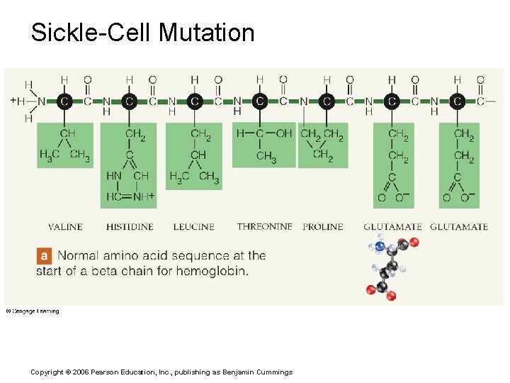 Sickle-Cell Mutation Copyright © 2006 Pearson Education, Inc. , publishing as Benjamin Cummings 