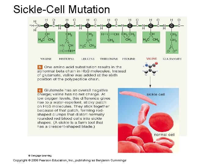 Sickle-Cell Mutation Copyright © 2006 Pearson Education, Inc. , publishing as Benjamin Cummings 