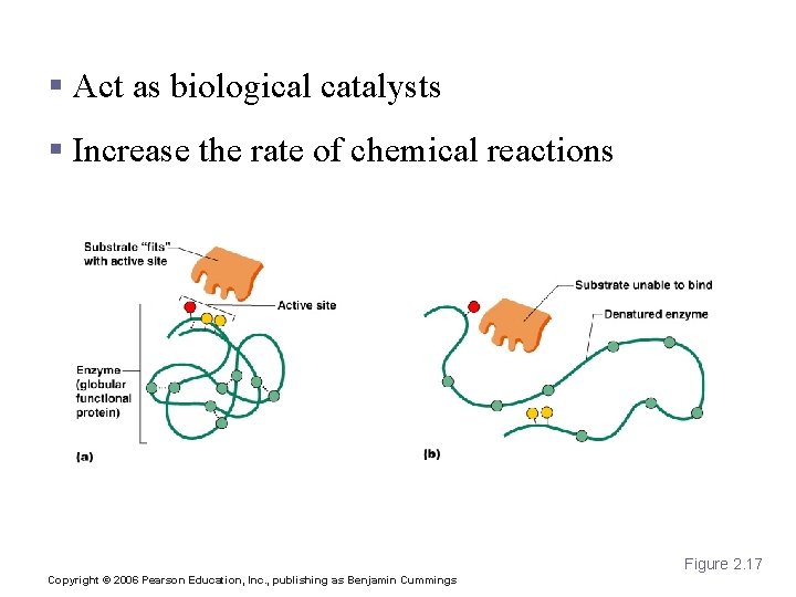 Enzymes § Act as biological catalysts § Increase the rate of chemical reactions Figure