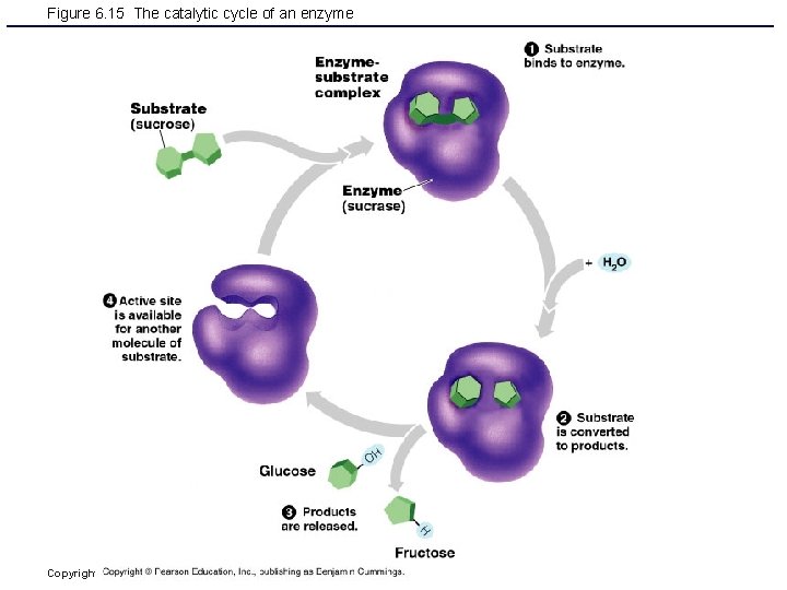 Figure 6. 15 The catalytic cycle of an enzyme Copyright © 2006 Pearson Education,