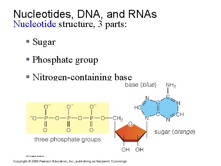 Nucleotides, DNA, and RNAs Nucleotide structure, 3 parts: § Sugar § Phosphate group §