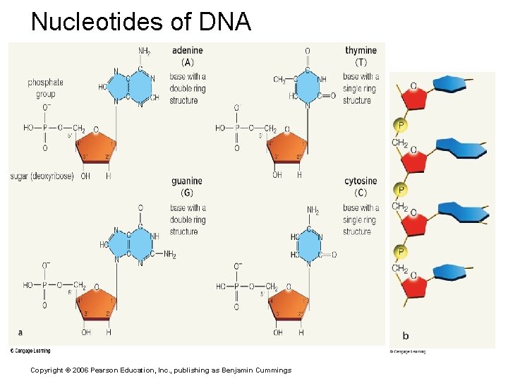 Nucleotides of DNA Copyright © 2006 Pearson Education, Inc. , publishing as Benjamin Cummings