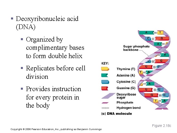 Nucleic Acids § Deoxyribonucleic acid (DNA) § Organized by complimentary bases to form double