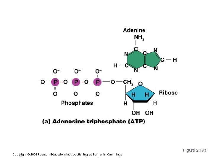 Adenosine Triphosphate (ATP) Figure 2. 19 a Copyright © 2006 Pearson Education, Inc. ,