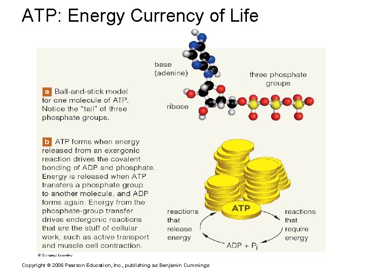 ATP: Energy Currency of Life Copyright © 2006 Pearson Education, Inc. , publishing as